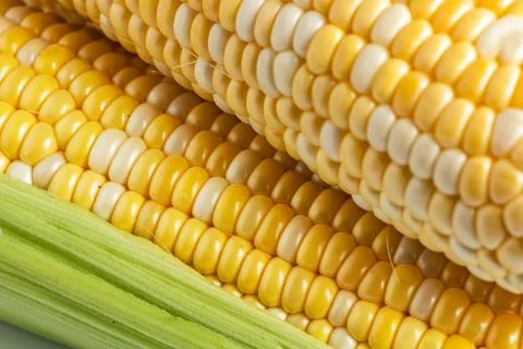 Sweet corn ears background. Close - up photo Foto stock