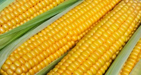 Sweet corn ears background. Stock Photos
