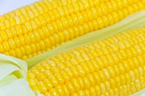Sweet corn ears Stock Photos
