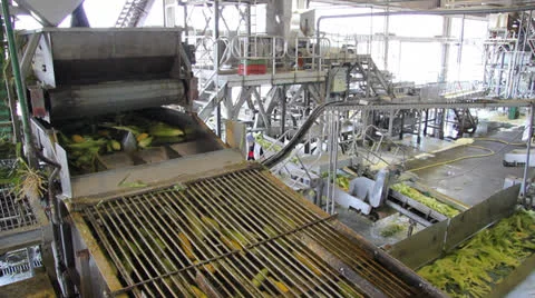 Sweet Corn in a Factory Video stock 24626984