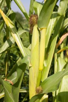 Sweet corn in the field Stock Photos