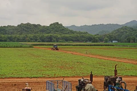 Sweet corn field Stock Photos