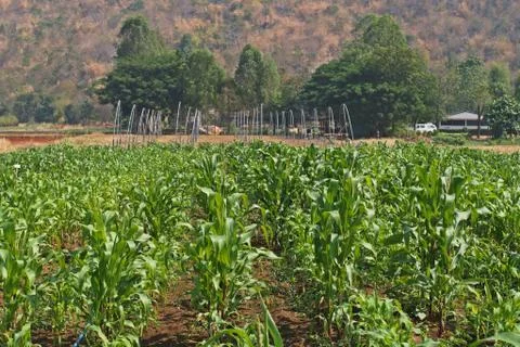 Sweet corn field Stock Photos