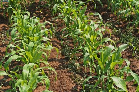 Sweet corn field Stock Photos
