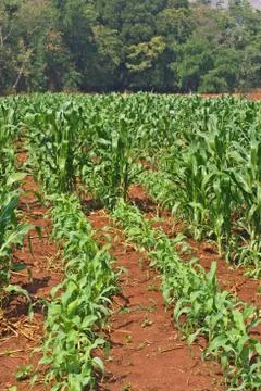 Sweet corn field Stock Photos