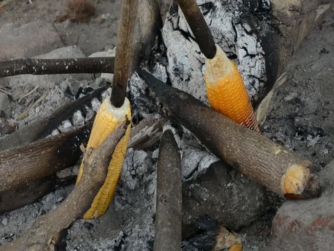 Sweet corn Stock Footage 76354596