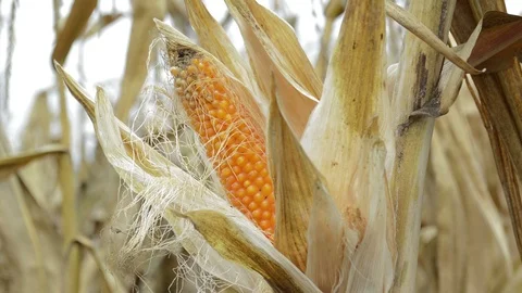 Sweet corn Vidéo 95573628