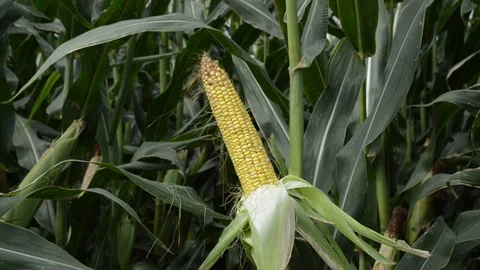 Sweet corn Stock Footage 118933046