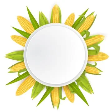 Sweet corn frame template, vector realistic illustration Stock Illustration