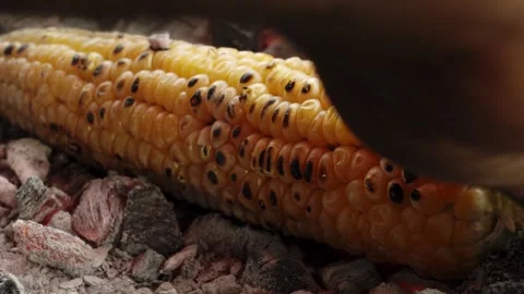Sweet corn Grill , sweet corn cooking on charcoal, ripe corn cobs grilled Vidéo 317609834