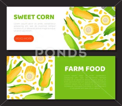 Sweet corn horizontal banner. Natural organic product landing page, web ...