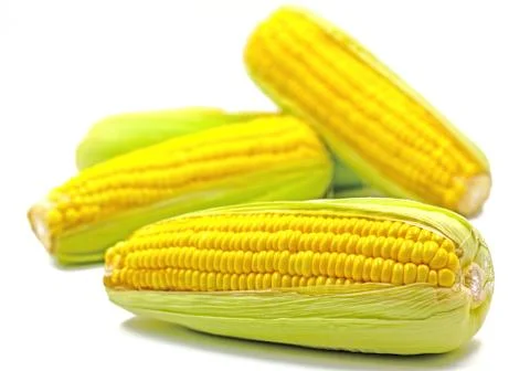 Sweet Corn isolated on white background. Stock Photos