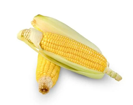 Sweet corn isolated on white background 库存照片