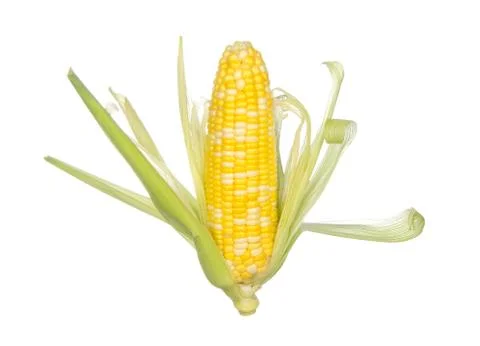 Sweet corn isolated on white Stock Photos