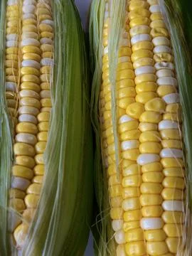 Sweet Corn Kernel Macro Texture with Silk Foto stock