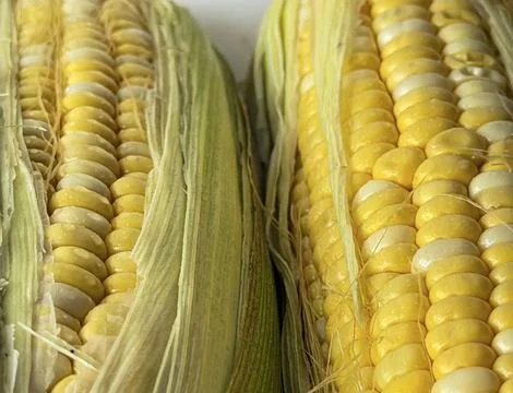 Sweet Corn Kernel Macro Texture with Silk Stock Photos