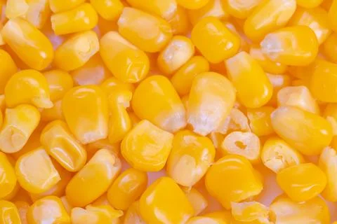 Sweet corn kernel pattern texture creating continuous golden surface, perfect fo Foto stock