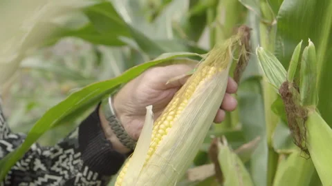Sweet Corn Old Hands Holding Homesteading Stock Footage 160276382