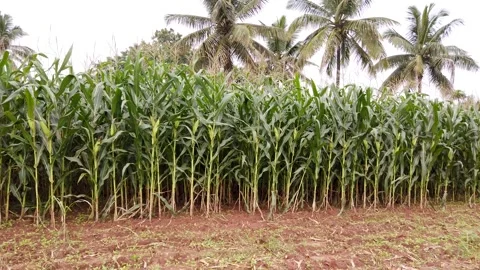 Sweet corn or Maize crop cultivation in India. Stock Footage 246590056