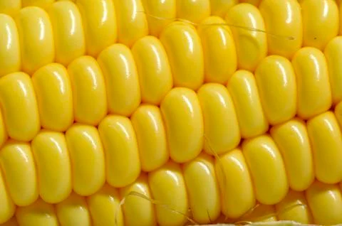 Sweet corn Stock Photos