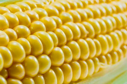 Sweet corn Stock Photos