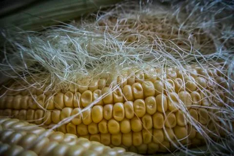 Sweet Corn Stock Photos