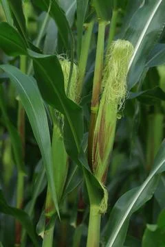 Sweet corn Stock Photos