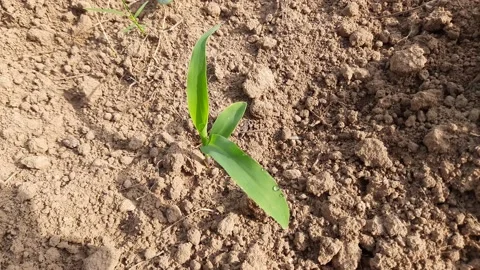 Sweet corn plant. Stock Footage 156693770