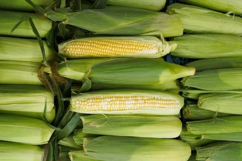 Sweet corn of two varieties. Plain yellow and bicolor. Food background. Stock Photos