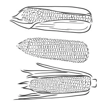 Sweet corn. Vector hand drawn vegetables isolated on white background Stock Illustration