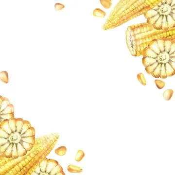 Sweet Corn, Yellow golden maize kernels, whole and cut corn cobs frame Stock Illustration