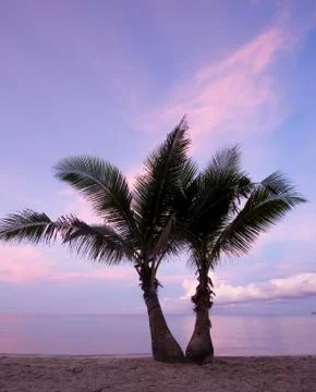 Sweet couple coconuts Stock Photos