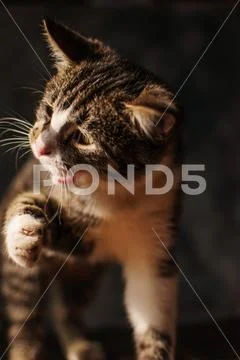 Sweet creature. Family favorite. Stock Photos