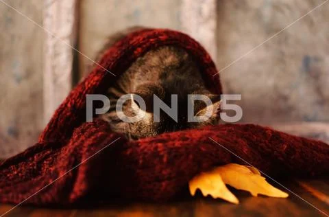 Sweet creature. Family favorite. Stock Photos