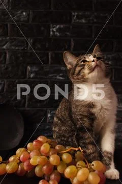 Sweet creature. Family favorite. Stock Photos