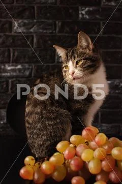 Sweet creature. Family favorite. Stock Photos