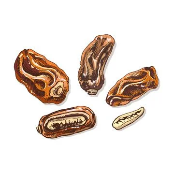 Sweet dates fruit with seed. Vector color vintage hatching illustration Stock Illustration