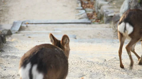 Sweet Deer Stock Footage 38718231