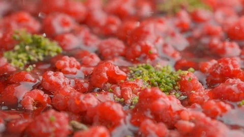 Sweet dessert close-up slow motion Stock Footage 120973782