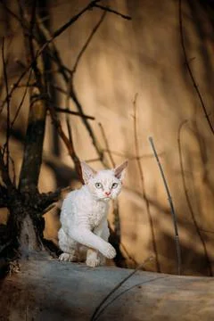 Sweet Devon Rex Cat Funny Curious Young White Devon Rex Kitten In Autumn Stock-Fotos