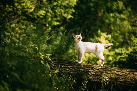 Sweet Devon Rex Cat Funny Curious Young White Devon Rex Meowing on tree trunk Stock-Fotos