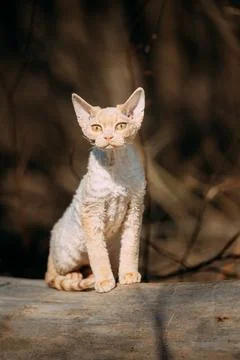 Sweet Devon Rex Cat Funny Curious Young White Devon Rex Kitten In Autumn Stock-Fotos
