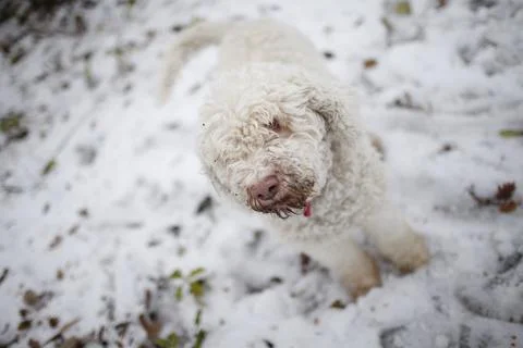 Sweet dog lagotto romagnolo on snow Stock Photos