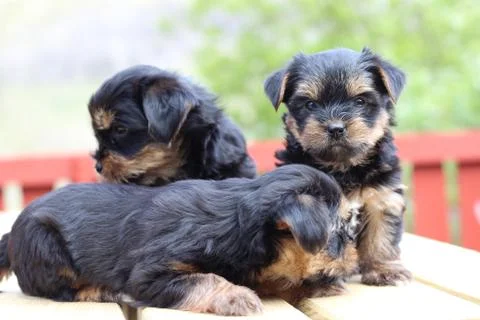Sweet dogs Stock Photos