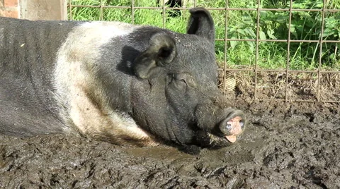 Sweet dream pigs. Stock Footage 42594289