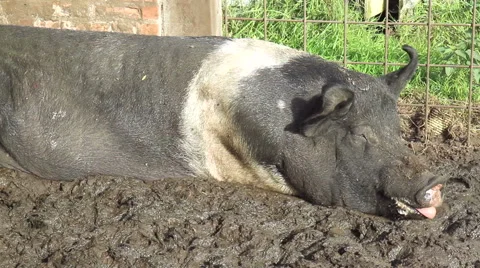Sweet dream pigs. Stock Footage 42597676