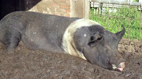 Sweet dream pigs. Stock Footage 42609152