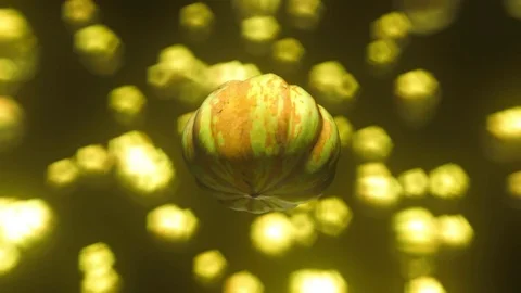 Sweet Dumping Squash Floating in Space Against Bokeh Background 库存影片 72299613