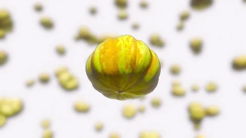 Sweet Dumpling Squash Floating Against an Out of Focus White Background Stock Footage 72299615