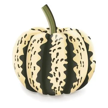 Sweet Dumpling squash. Stock Illustration